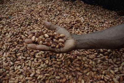 Togo : Des producteurs de cacao reçoivent des distinctions