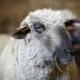 Insolite : Un prisonnier se déguise en mouton pour s'échapper d'une prison (vidéo)