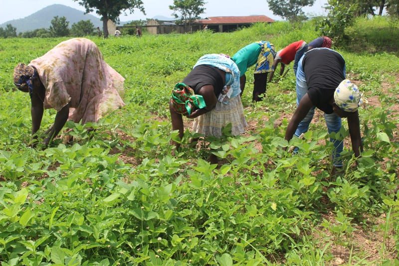 Togo-Agriculture : Lancement du Fopat dans la région centrale