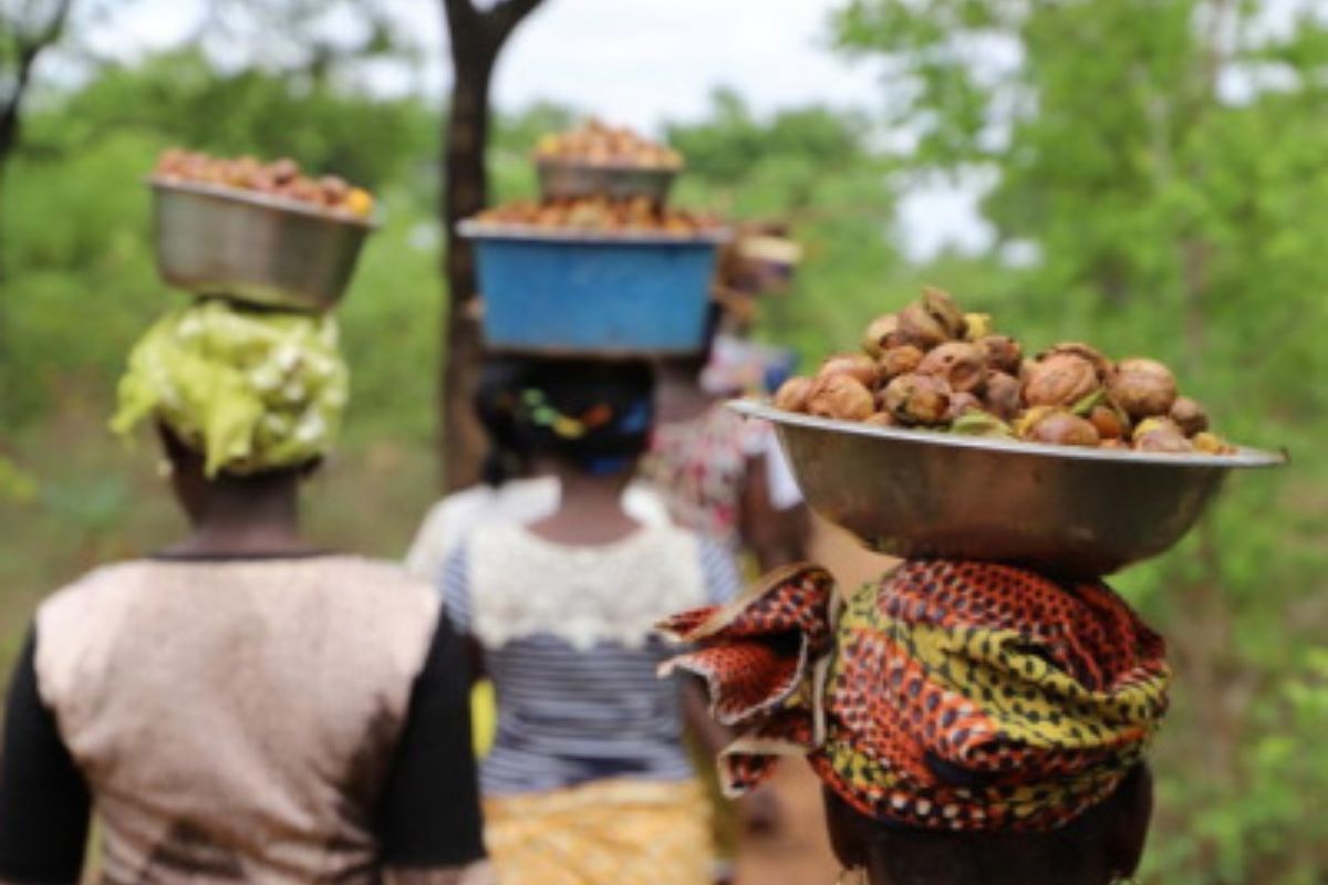 Togo : La BAD vient en aide aux collectrices de Karité