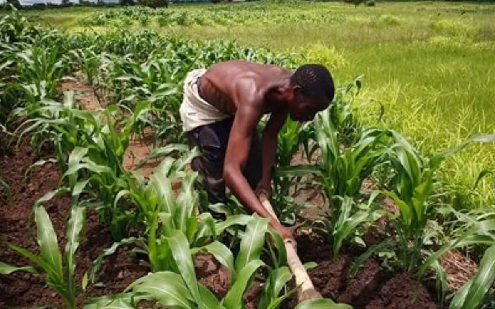 De bonnes nouvelles pour les agriculteurs Togolais