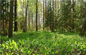 Togo-restauration forestière : Le PNUD et le FEM appuient un projet dans la région centrale