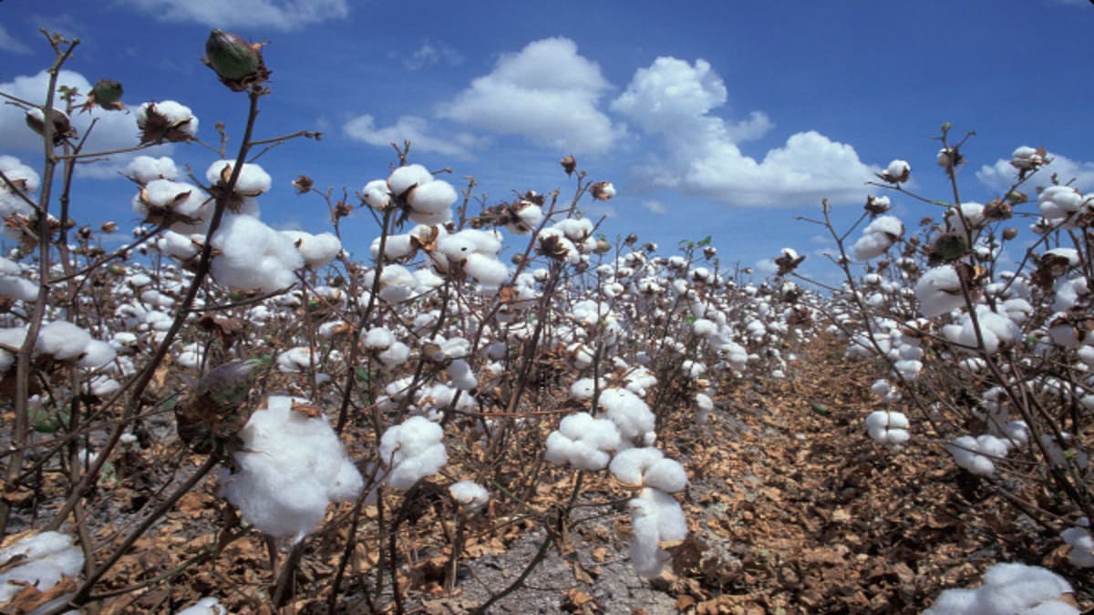 Togo : Les meilleurs producteurs de coton récompensés dans la région des Savanes
