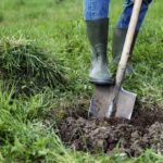 1er Juin : Guide pratique pour planter un arbre avec succès