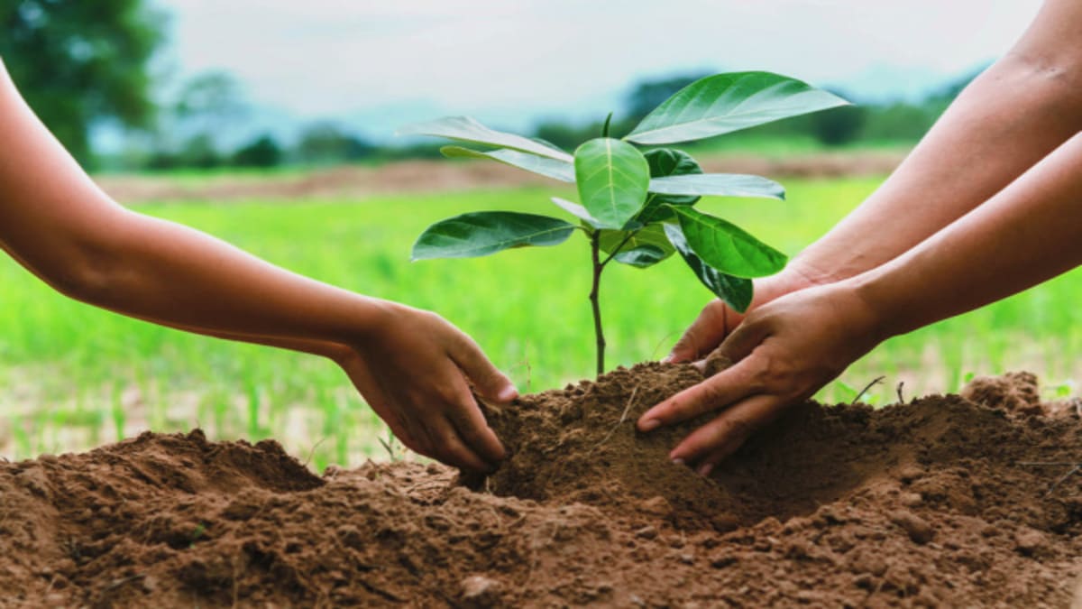 Togo- Journée mondiale de l'arbre : Le ministre de l'Environnement dévoile le nombre de plants mis en terre