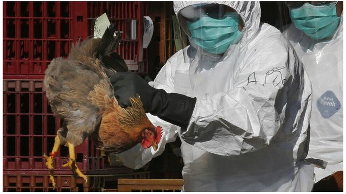 Épizooties en vue au Togo : Menace de grippe aviaire et peste porcine africaine