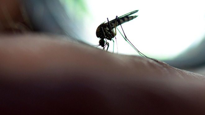 Record de cas de dengue : l'OMS tire la sonnette d'alarme