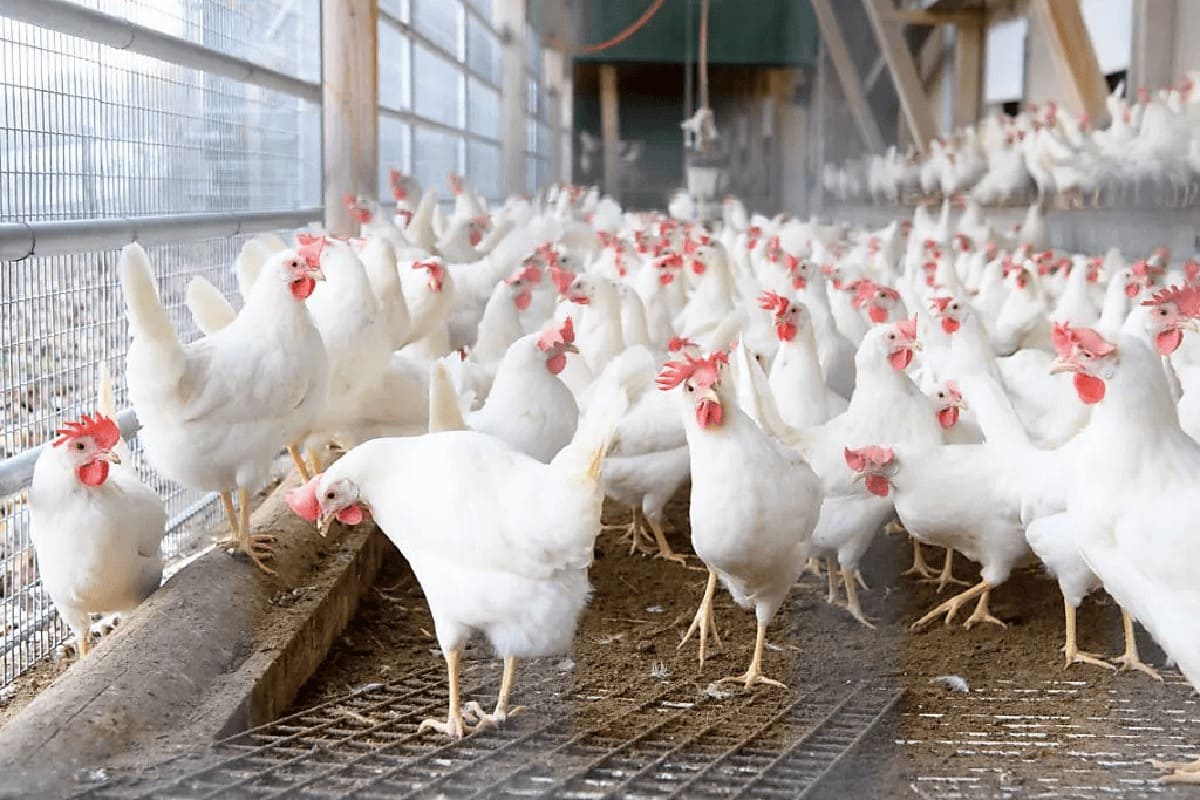 Togo : Des éleveurs de poules à l'école des techniques modernes à Tohoun