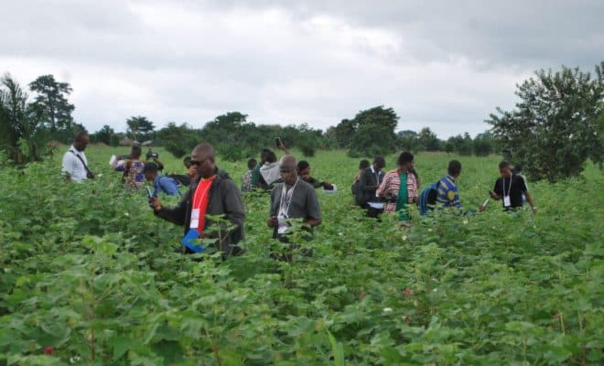Agriculture : Les médias soutiennent la filière coton