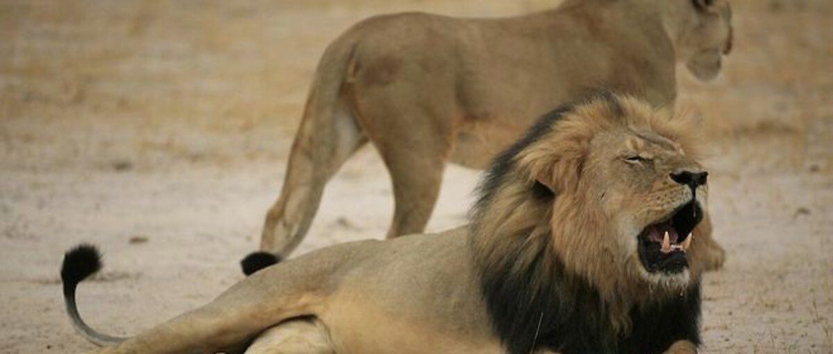 Togo : Vers la restauration du Parc National de la Fosse aux Lions