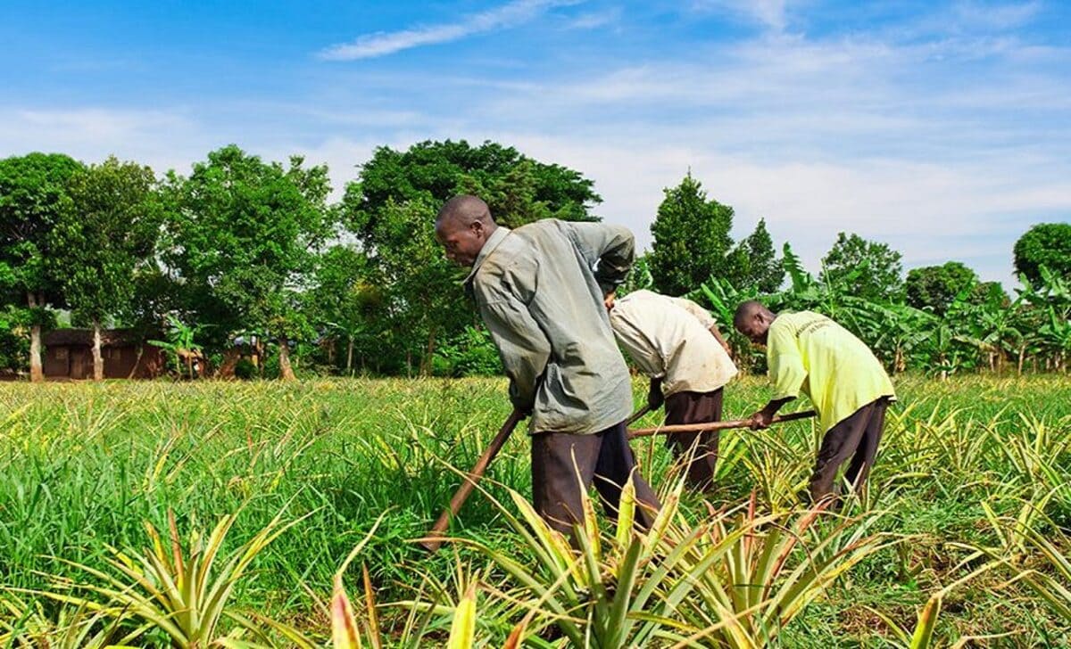 Agriculture : Une formation sur le marketing agricole tenue à Ayome