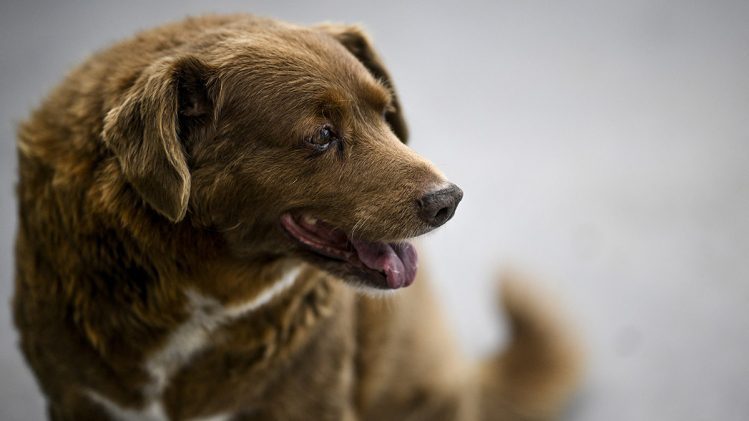 Bobi : Le Chien le Plus Vieux du Monde S'éteint à 31 Ans