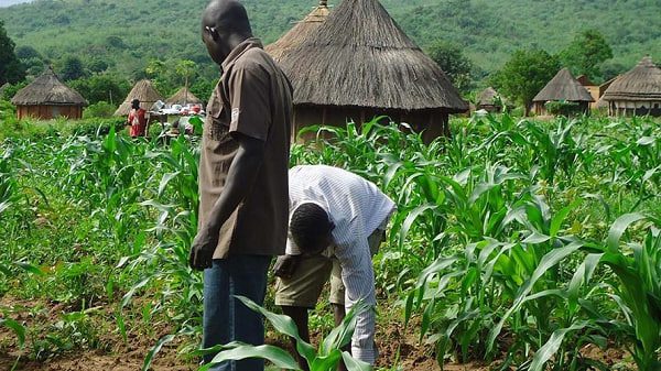 Togo : Le FIDA lance un projet ambitieux pour augmenter la productivité du riz et du manioc