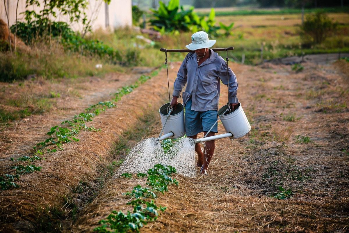 Agriculture au Togo : La Cédéao et la FAO s'associent pour stimuler l'emploi des jeunes