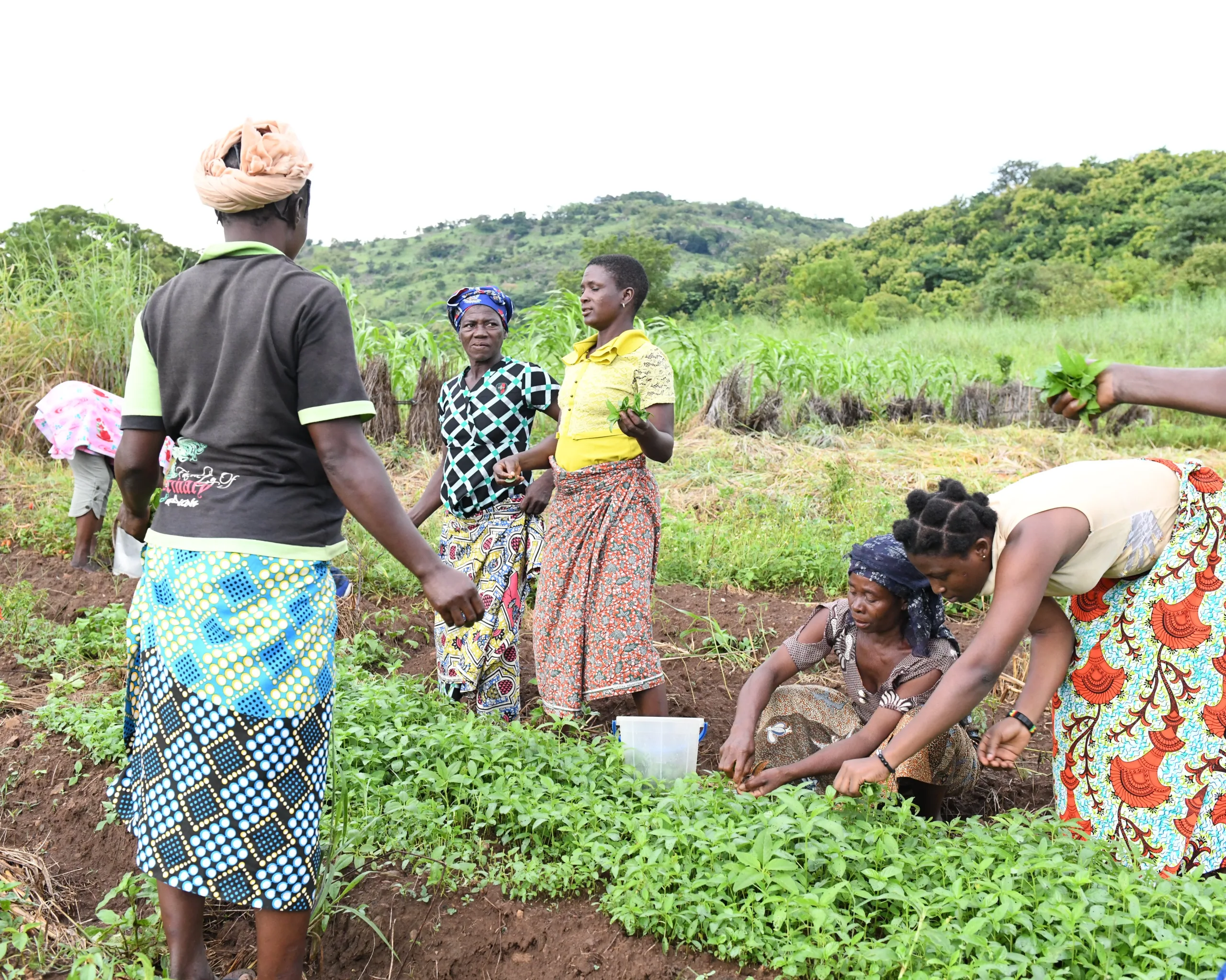 Togo - Agriculture : Le gouvernement renforce l'autonomie des femmes