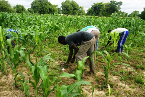Togo : le gouvernement lance un nouveau projet pour une agriculture écologique dans cette ville