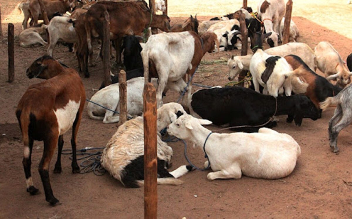 Elevage au Togo : Voici la région qui produit le plus de bétail