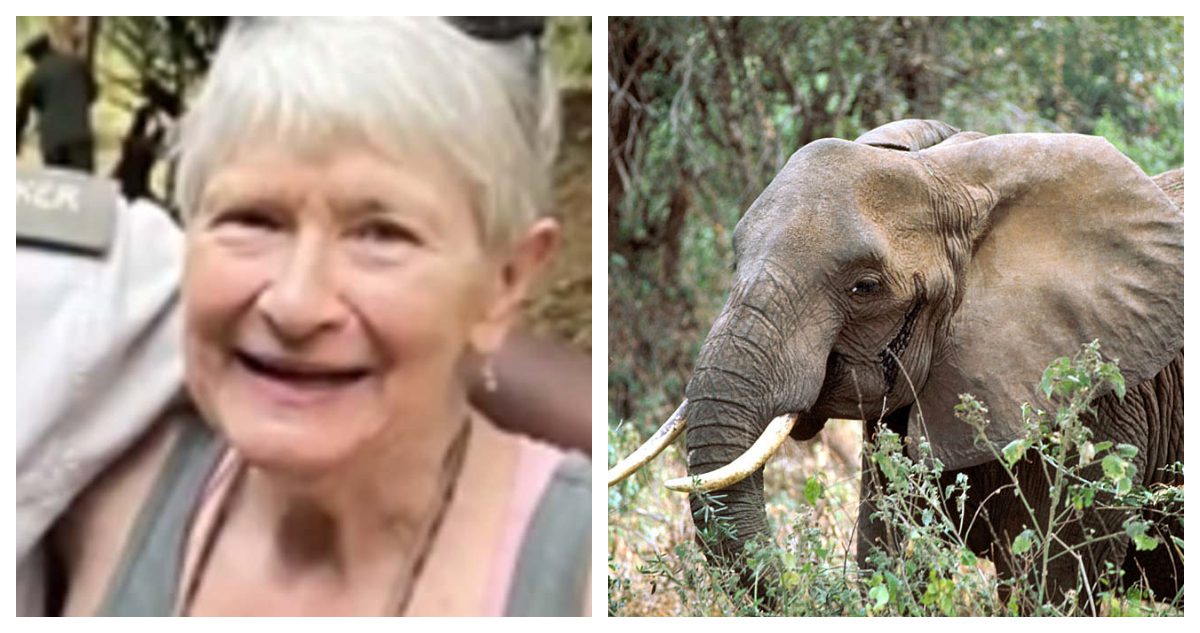 Zambie : Un éléphant tue une touriste américaine de 80 ans (vidéo)