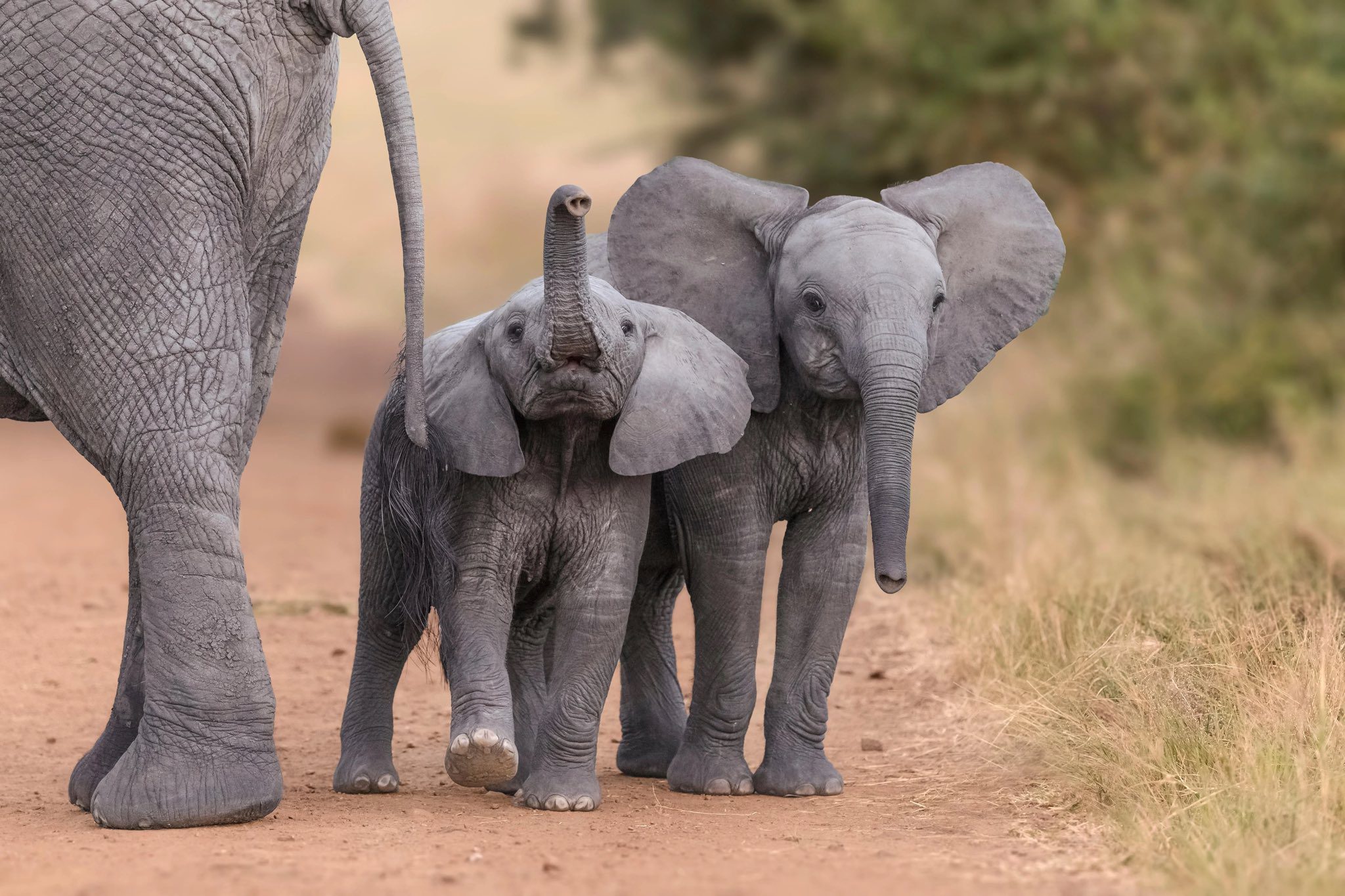 éléphants Botswana