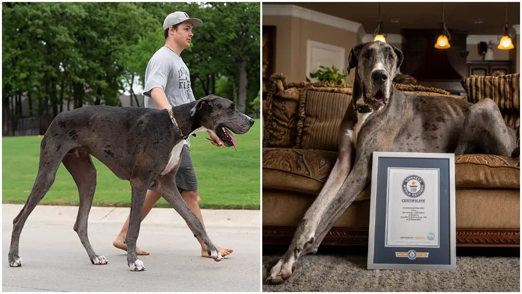 Zeus : Découvrez le chien le plus grand du monde selon le livre des records Guinness