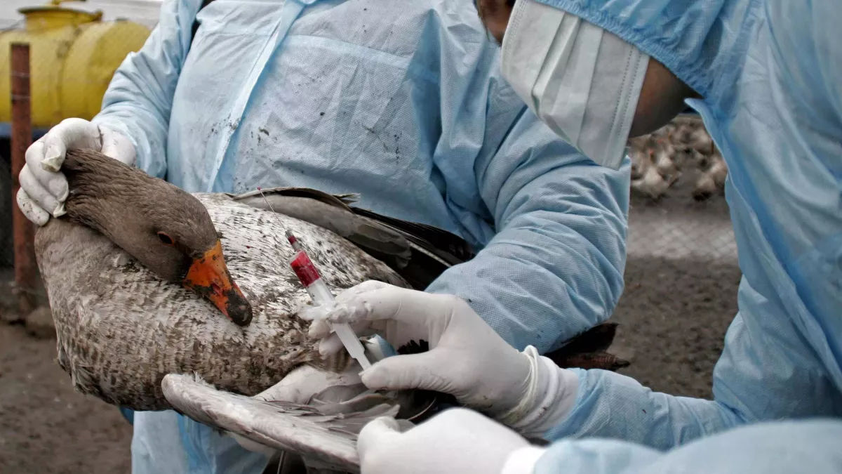Lutte contre la grippe aviaire : Des experts africains se réunissent à Lomé