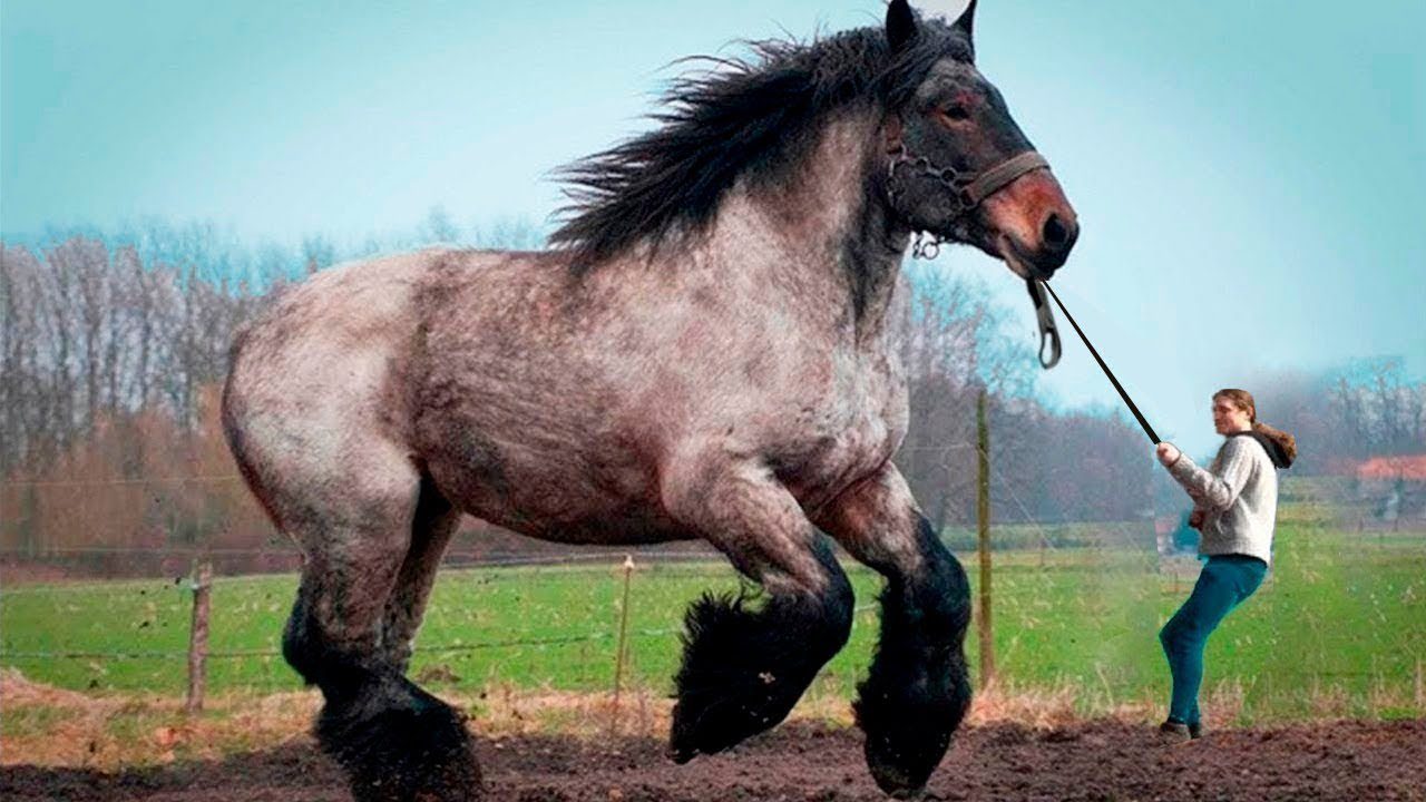Sampson, alias Mammouth : Le plus grand cheval du monde