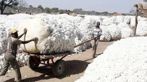 Burkina Faso : Meilleure producteur de coton en Afrique d'ici 2025