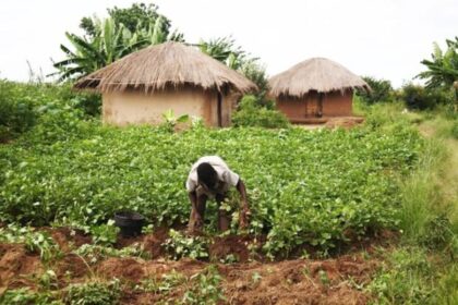 Togo : Le programme de résilience alimentaire (FSRP) donne des résultats satisfaisants après 2 ans