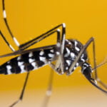 Épidémie de dengue au Togo : Le gouvernement en alerte maximale