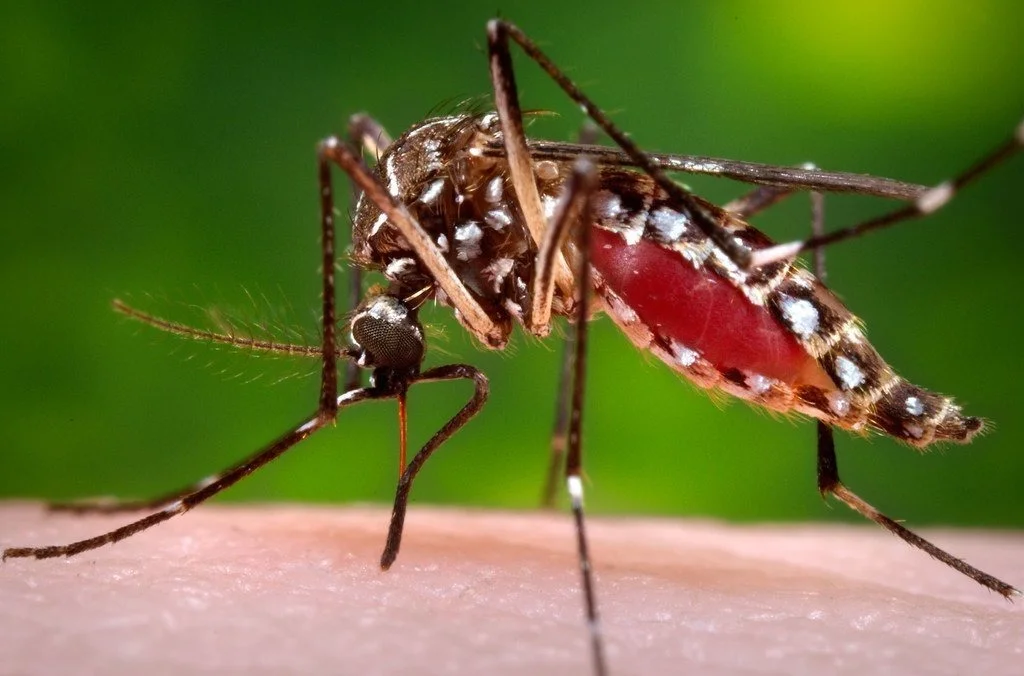 Alerte à la dengue au Togo : Plusieurs cas signalés