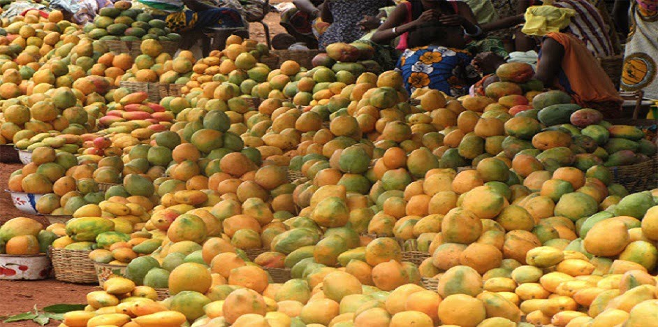 Togo, filière horticole, techniques agricoles intelligentes