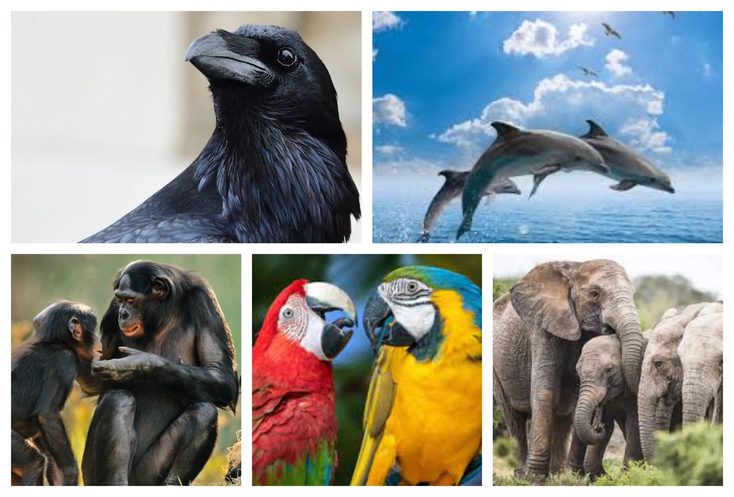 Voici les dix animaux les pus intelligents du monde
