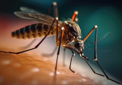 Dengue en Côte d'Ivoire : Le gouvernement prend des mesures