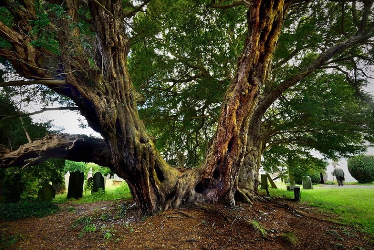 Arbres vieux monde