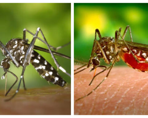 Pandémie de la Dengue : Caractéristiques étonnants à noter du moustique tigre
