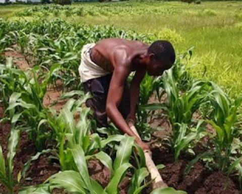 agriculteurs Togo