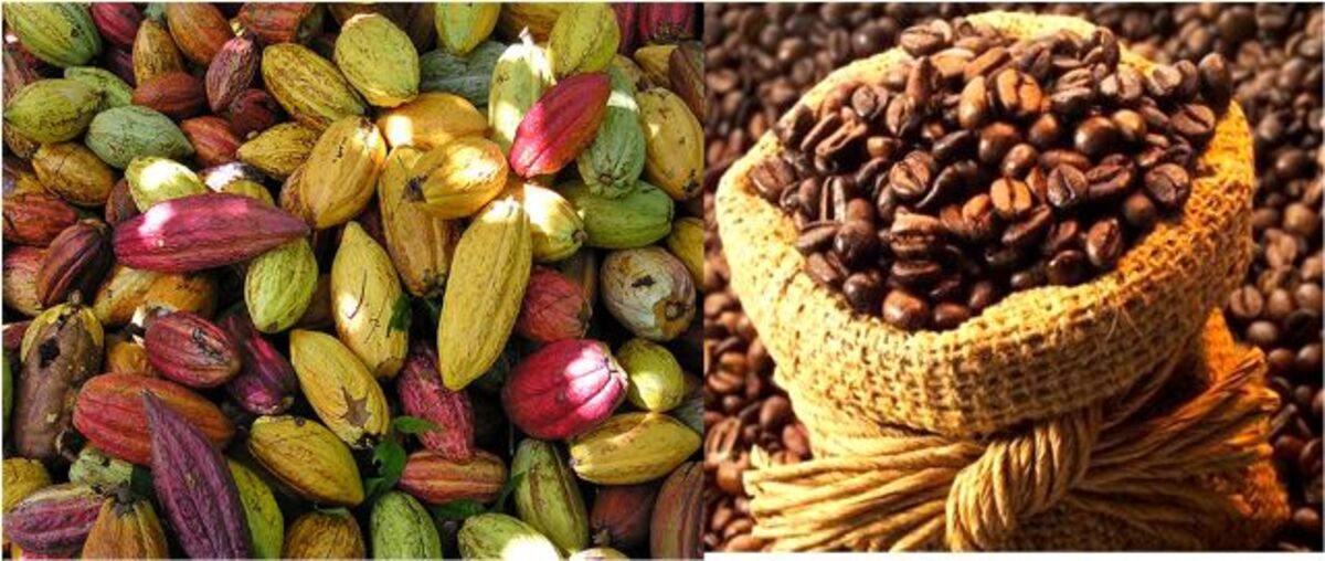 Commercialisation du café et du cacao au Togo : Heureuse nouvelle pour les opérateurs économiques