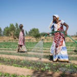 Togo : Le secteur agricole sur le point de connaître un profond changement