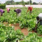 Togo : Plus de 100 millions $ pour renforcer l’agriculture face aux défis climatiques