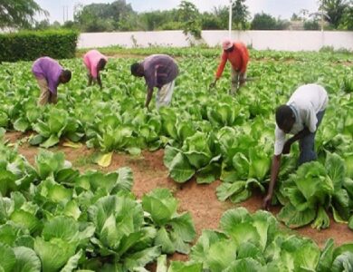 Togo : Plus de 100 millions $ pour renforcer l’agriculture face aux défis climatiques