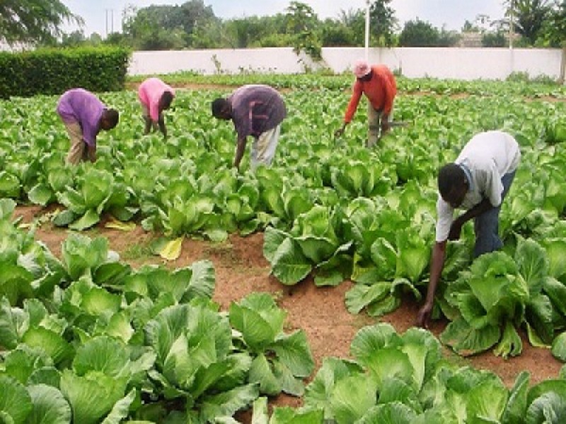 Togo : Plus de 100 millions $ pour renforcer l’agriculture face aux défis climatiques