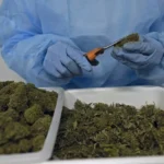 Ce pays africain inaugure la première usine de transformation de cannabis