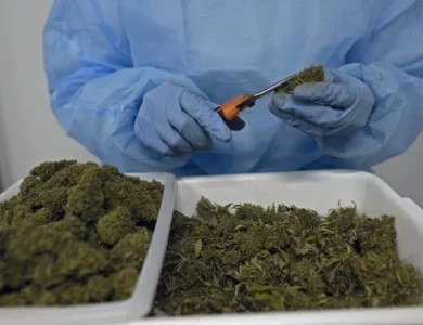 Ce pays africain inaugure la première usine de transformation de cannabis