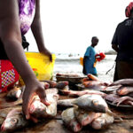 Pêche et aquaculture : Le Togo dévoile sa stratégie de développement durable