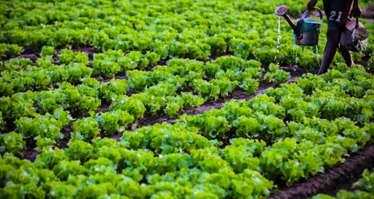 Piment, manioc, gombo … Le Togo reçoit un financement pour promouvoir des filières horticoles