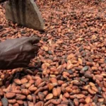 Déforestation : Les pays producteurs de Cacao demandent à l'UE un report de la loi