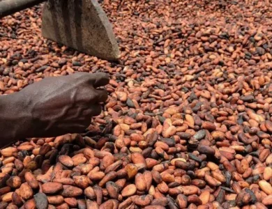 Déforestation : Les pays producteurs de Cacao demandent à l'UE un report de la loi