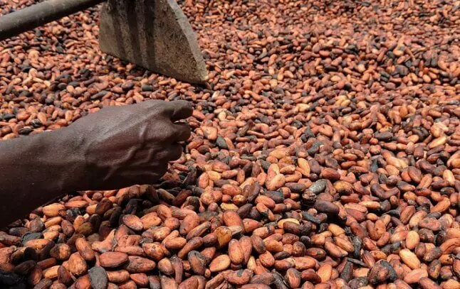 Déforestation : Les pays producteurs de Cacao demandent à l'UE un report de la loi