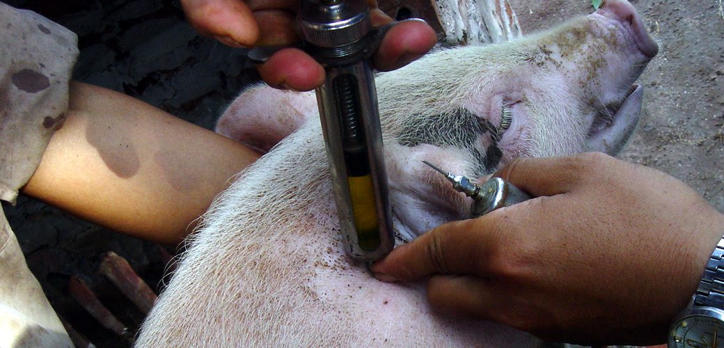 Santé animale : Le Togo intensifie sa lutte contre les médicaments vétérinaires contrefaits