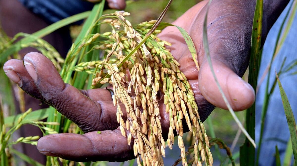 La CCI-Togo lance un projet qui va redonner le sourire aux producteur de riz